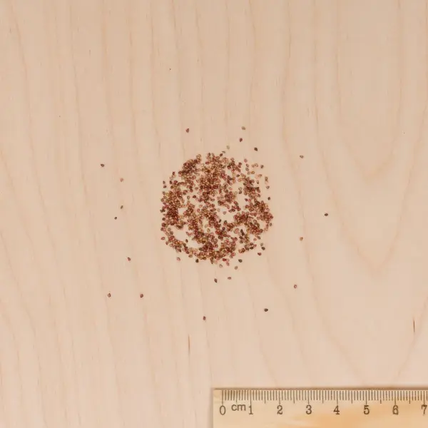 Potagères - Fraisier 4 saisons Suprême - MEDIA_3D